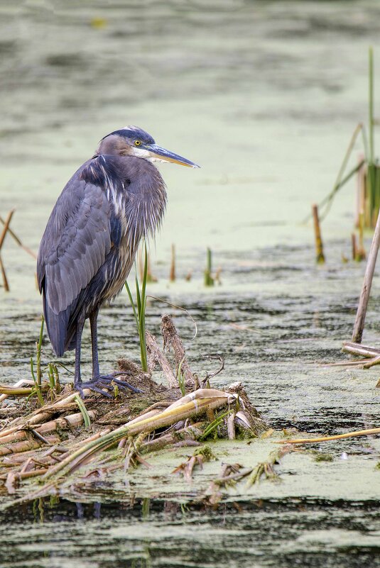 Great blue heron - Al Pashang 