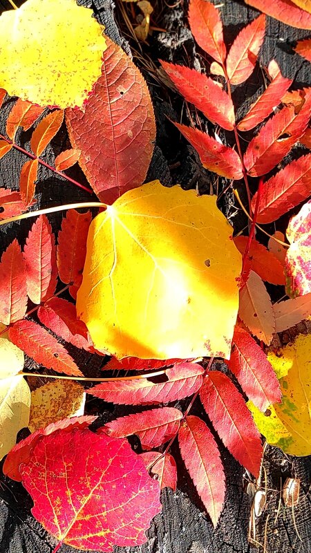 листья осени - Светлана 