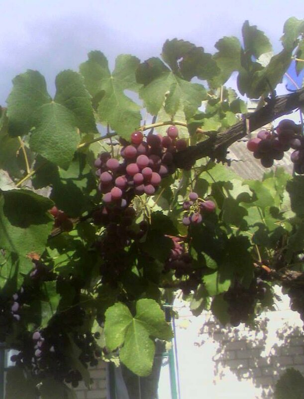 Виноград у нас во дворе - Наталья 