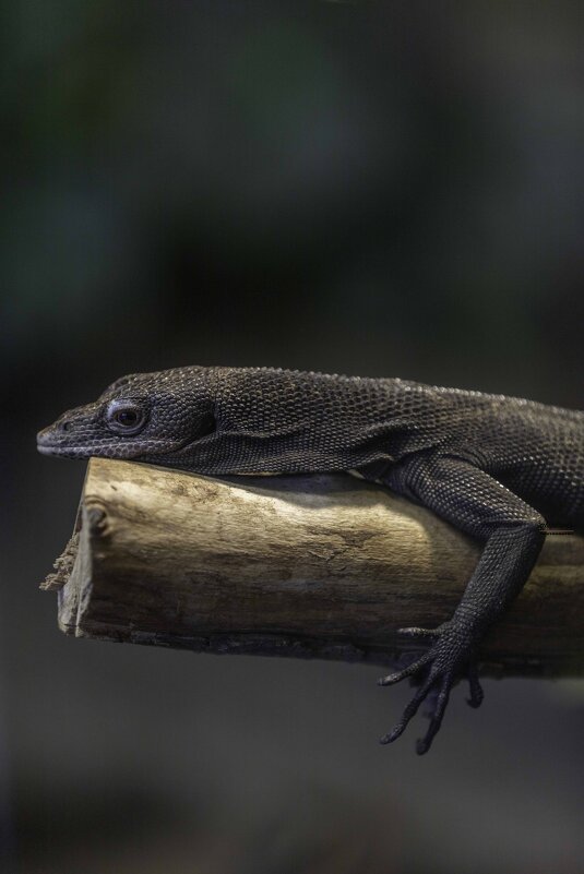 Black tree monitor Reptiles - Al Pashang 