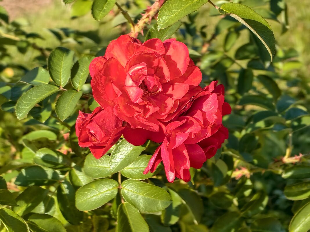 Просто роза - Любовь Зинченко 