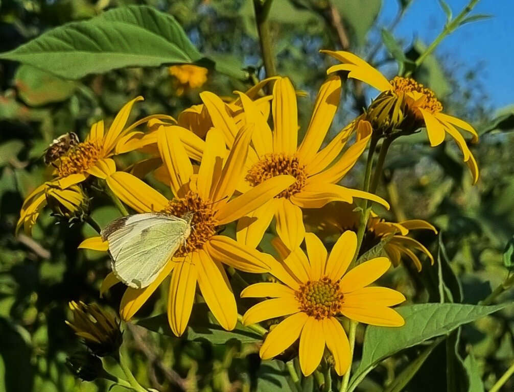 Бабочка и пчела на цветах топинамбура - Наталья 