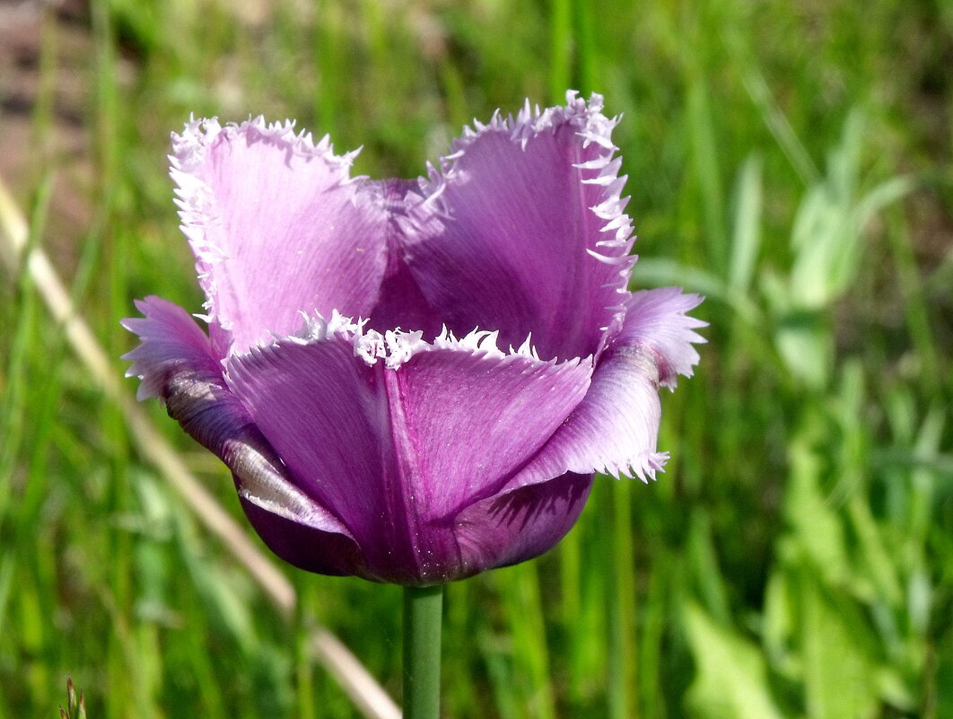 Элегантный сорт бахромчатых тюльпанов имеет экзотическое название Блу Херон. - Валерий Новиков