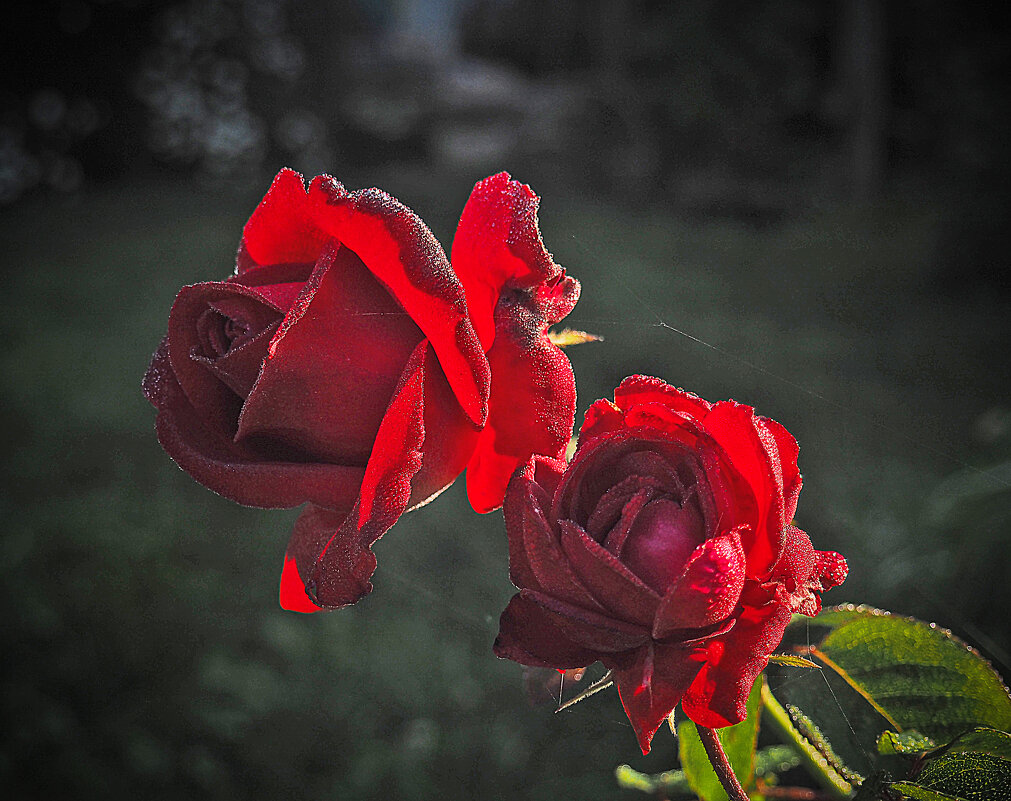 розы - Александра [-/