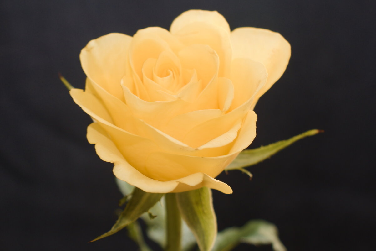 Желтая Роза - Giant Tao /