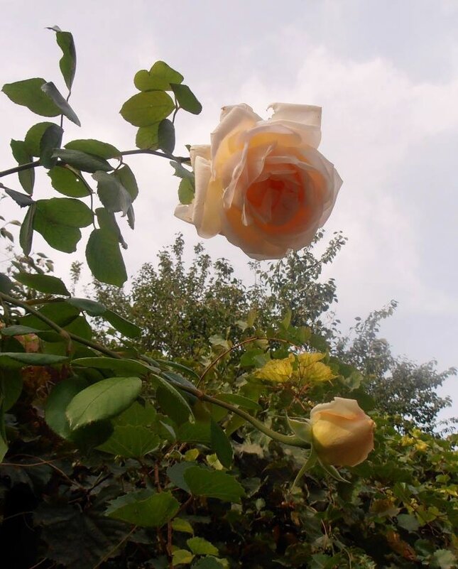 Высокая роза - Наталья 