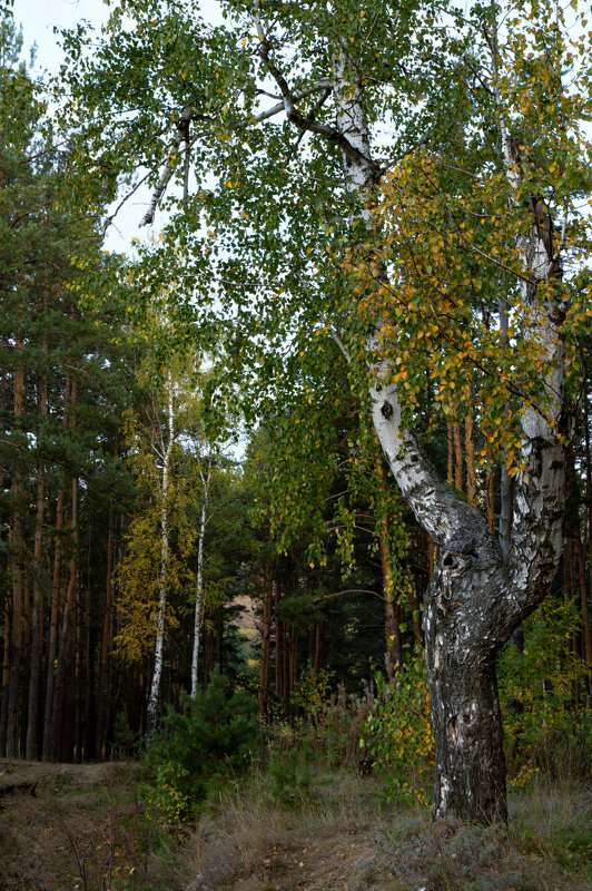 Осень в лесу - Василий Колобзаров