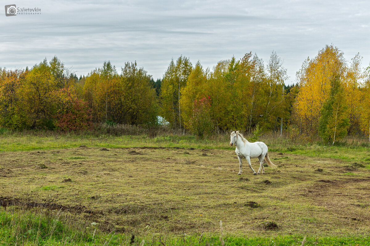 Белая лошадь - Сергей Винтовкин