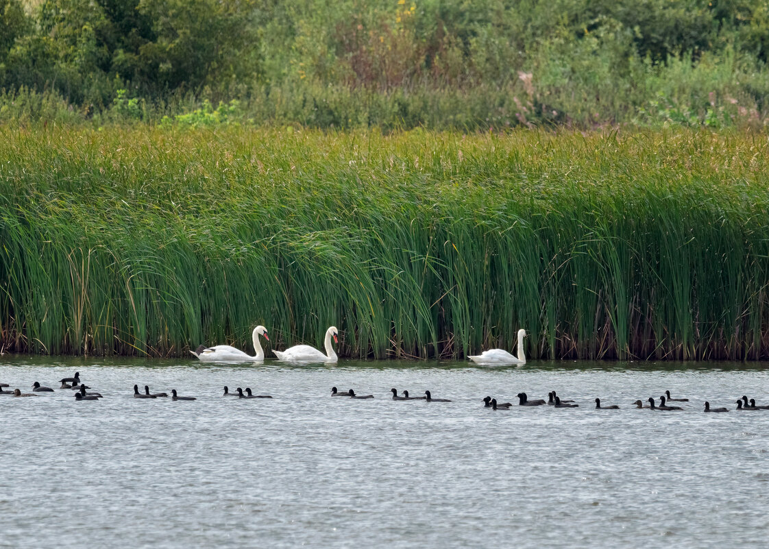 Лебеди на озере - Николай Николаенко