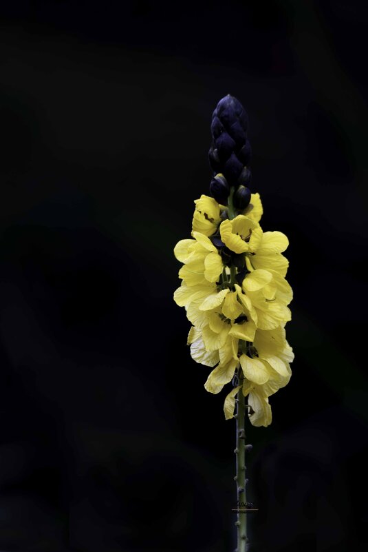 Flower - Al Pashang 