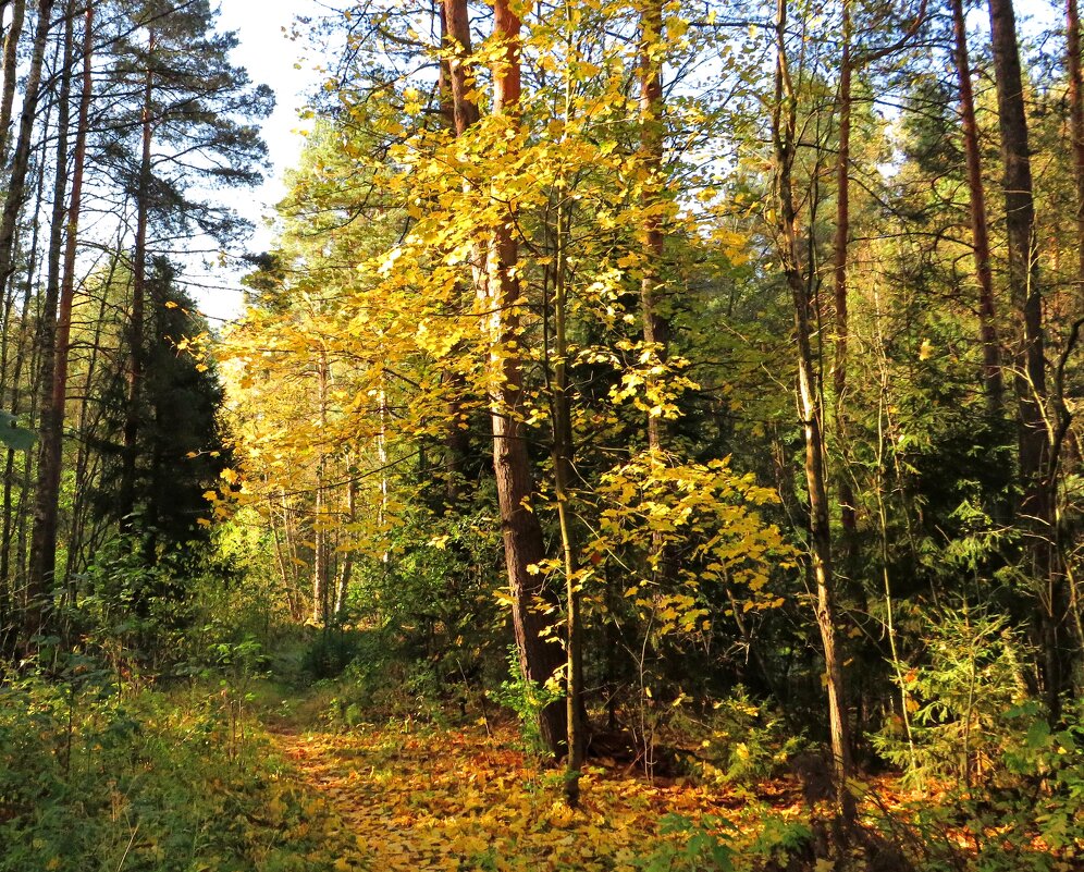 Тропинка в осеннем лесу - Андрей Снегерёв