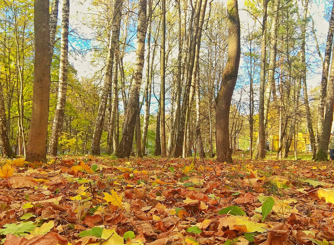 Осень - Роман Шаров