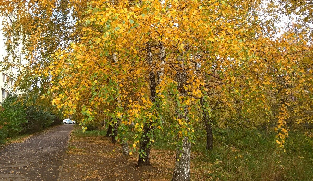 В золотую осень - Елена Семигина