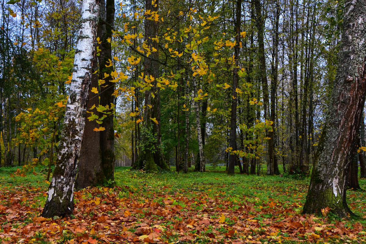 Осенний парк - Oleg S 