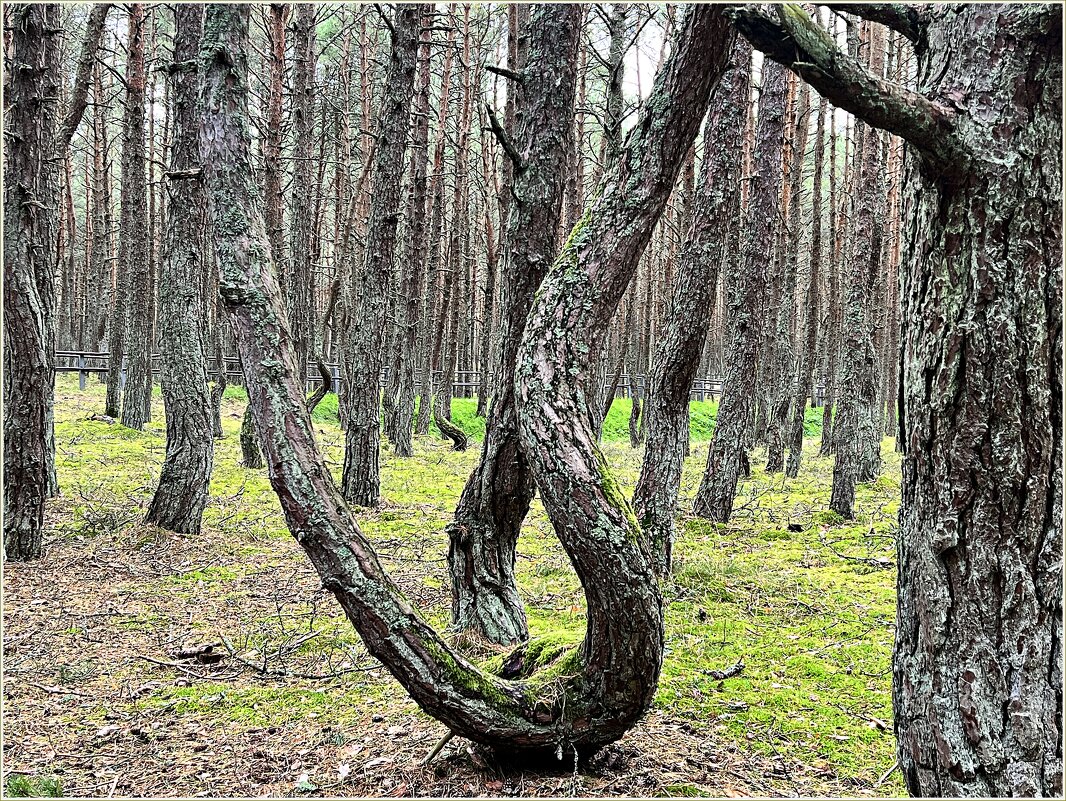 Танцующий лес. - Валерия Комова
