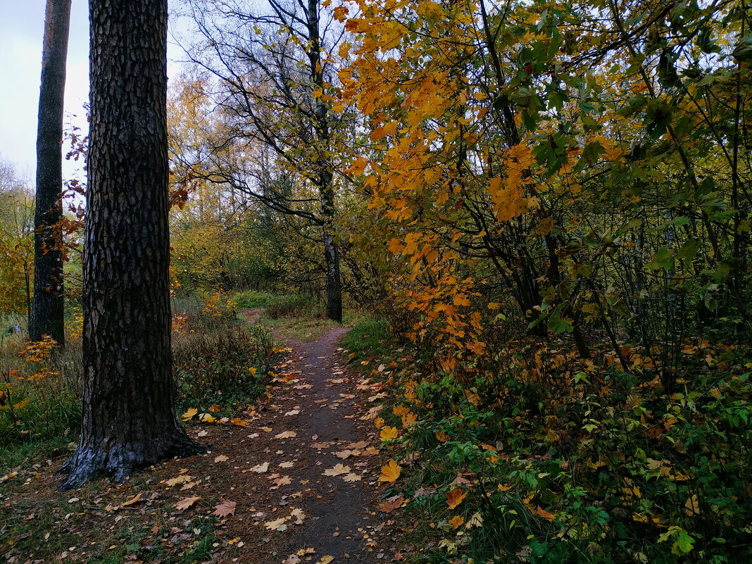 Октябрь в парке - Андрей Лукьянов