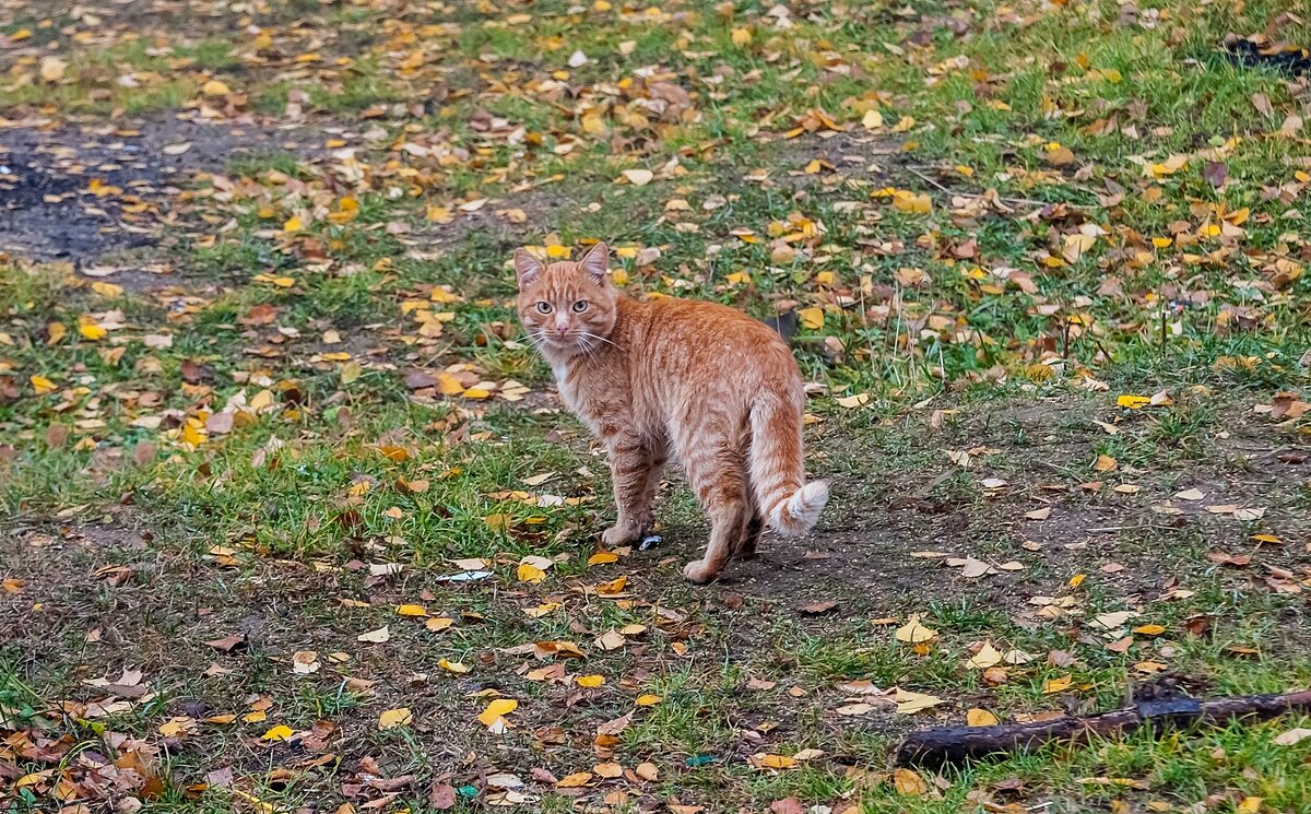 Осенний кот - Валерий Иванович