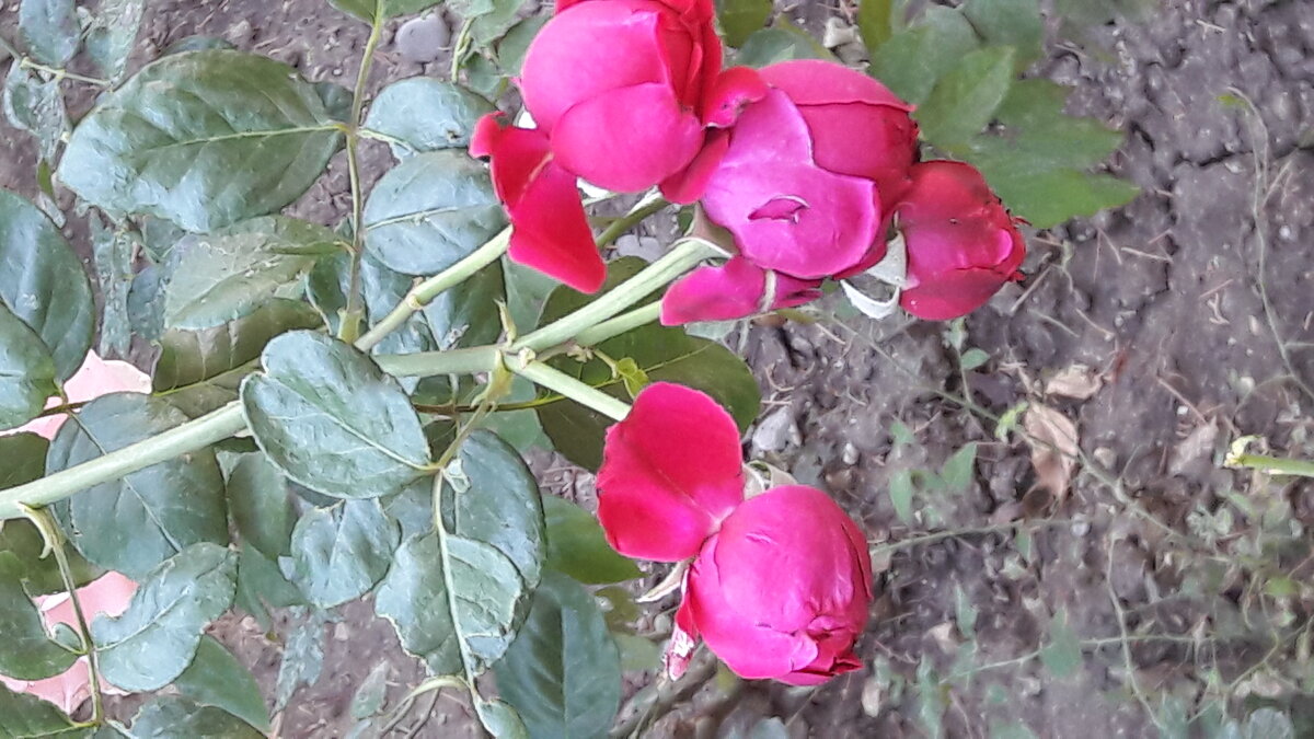 Розы в Октябре! - Варвара 