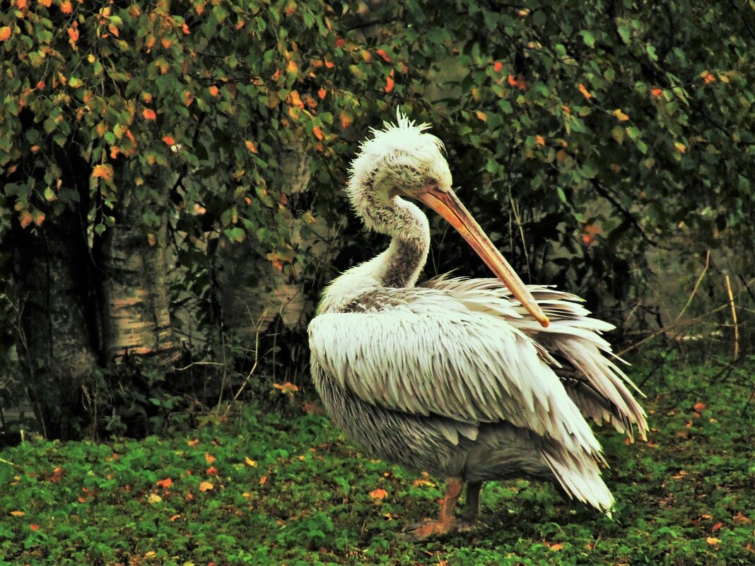 Кудрявый пеликан-украшение зоопарка - Aida10 