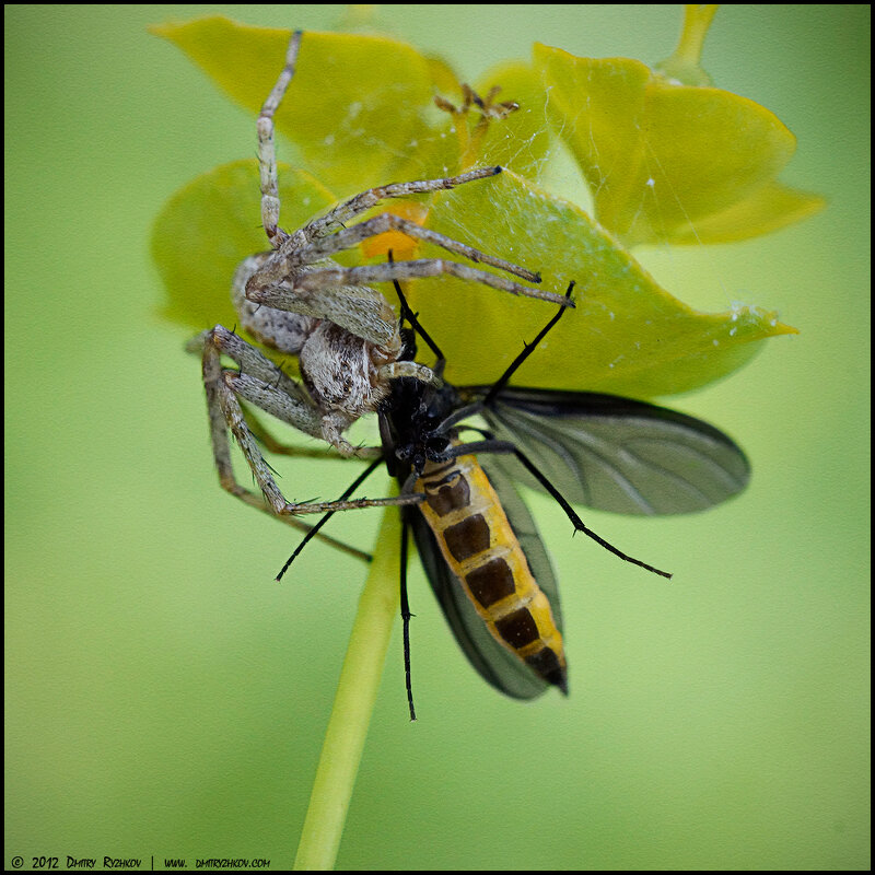 _DSC2035 - Дмитрий Рыжков