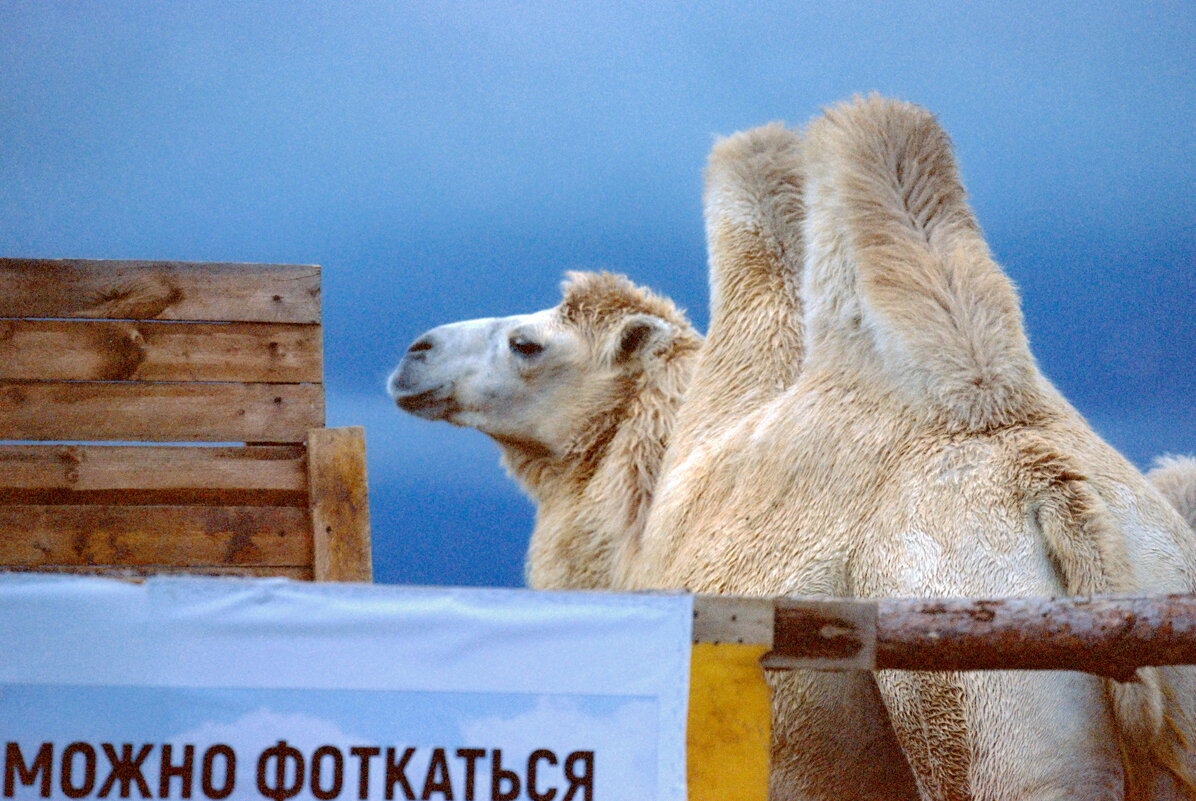 Можно фоткаться - M Marikfoto