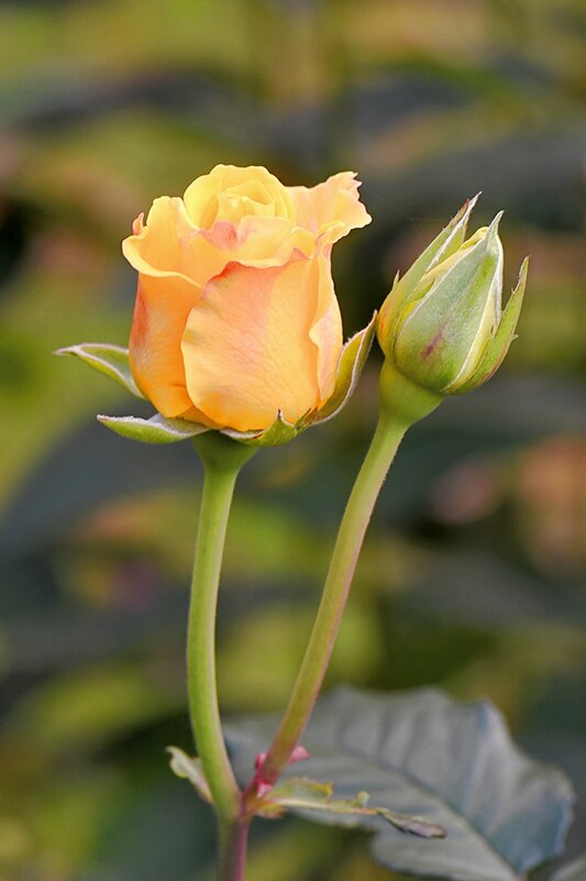маленькая жёлтая розочка (*розы) - Stanislav Zanegin
