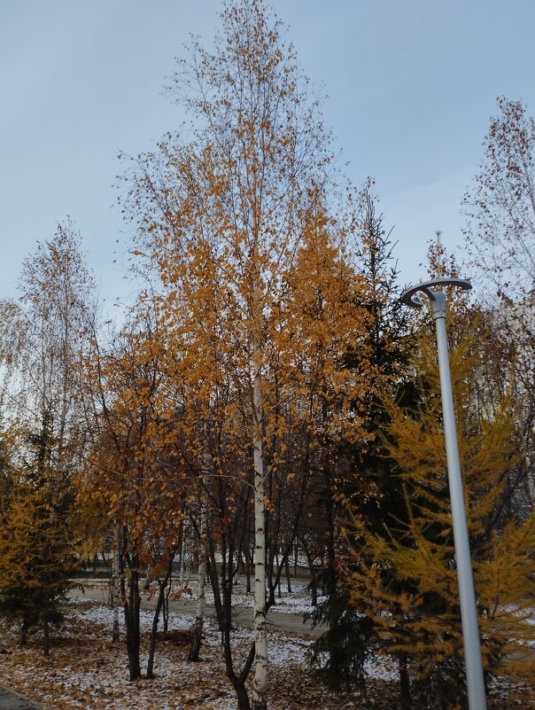 Падают последние листья с деревьев - Павел Петров
