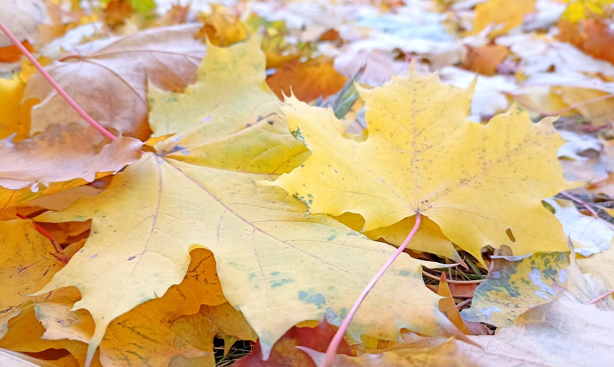 Осень листьями землю выстелит... - Татьяна Тюменка