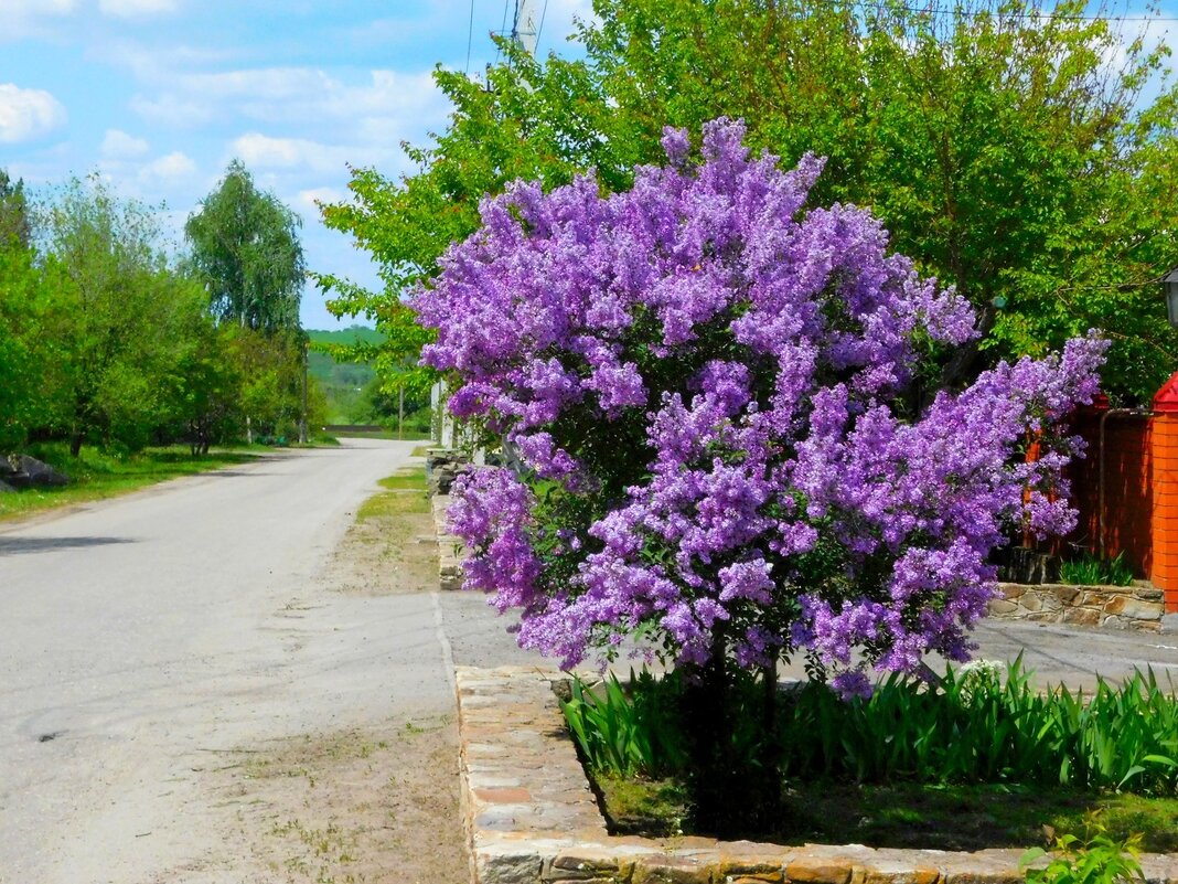 Плыл над городом запах сирени.. - Девяткин Юрий 