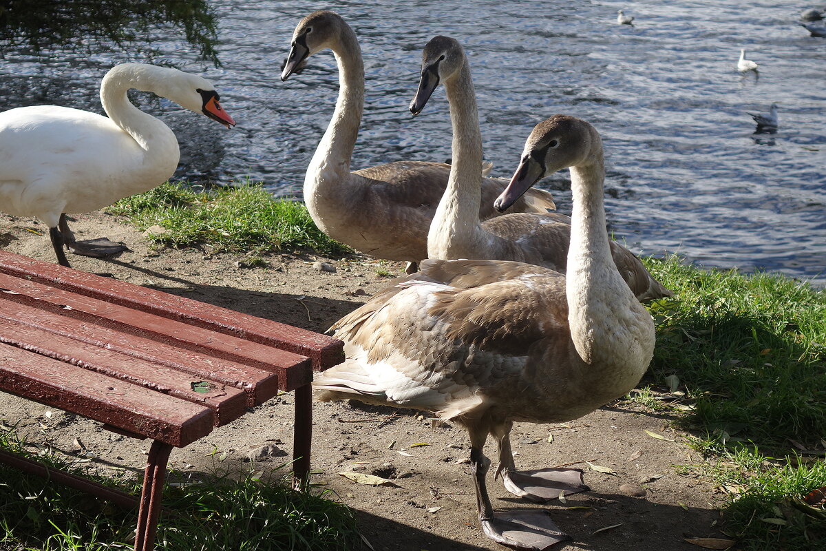Лебеди в городском парке - Рита Симонова