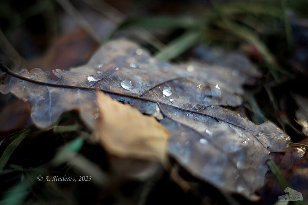 Осенний лист в каплях дождя - Александр Синдерёв