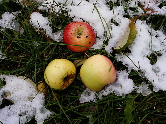 Яблоки на снегу - Тамара Никитина