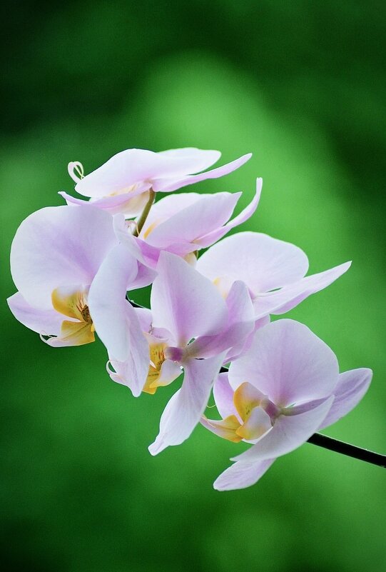 Орхидея - александр 
