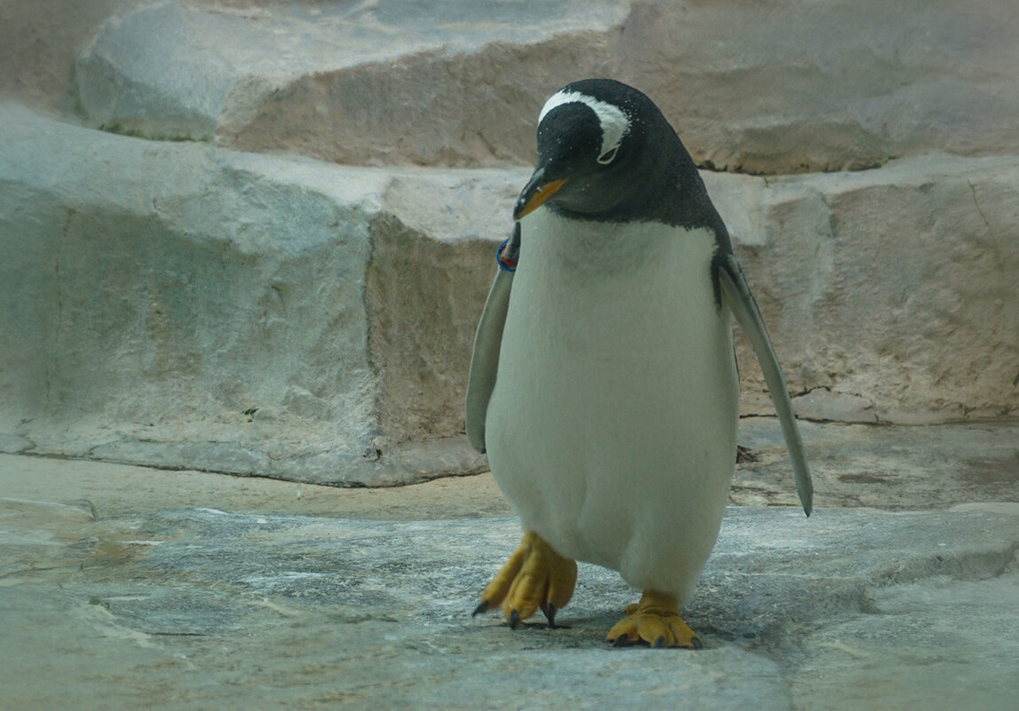 Задумчивый пингвин - Ольга 