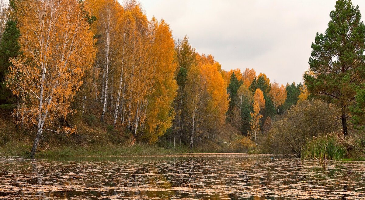 Лесной пруд - Олег Денисов