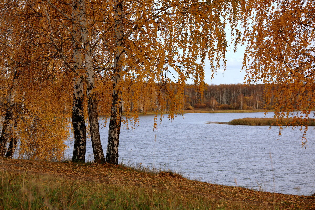 Осень в платье жёлтого цвета... - Нэля Лысенко