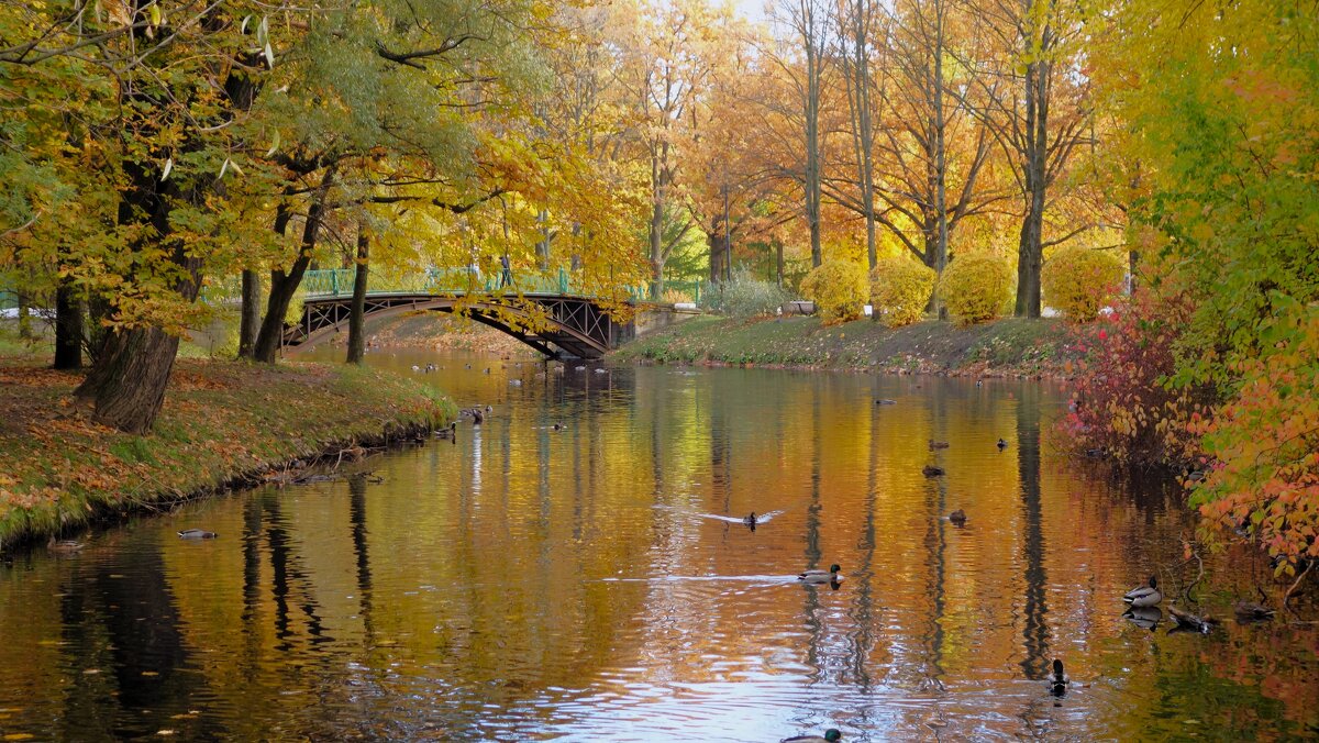 Золотая осень у любимого мостика... - Sergey Gordoff