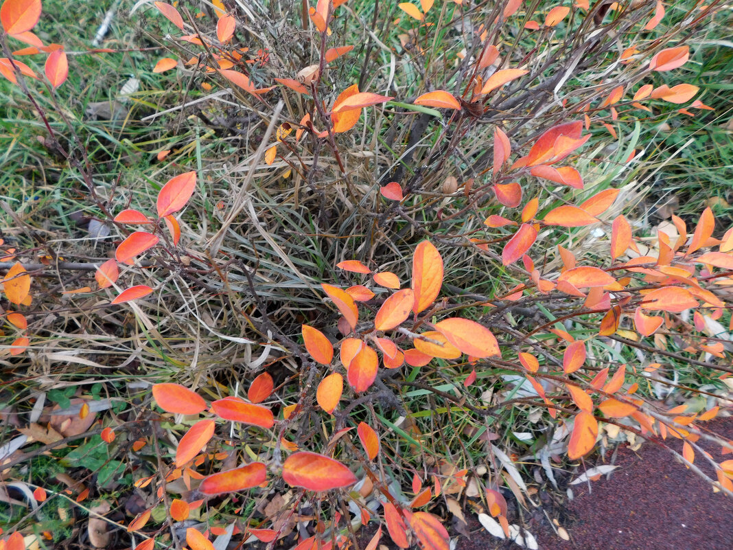 Оранжевые листья - Наиля 