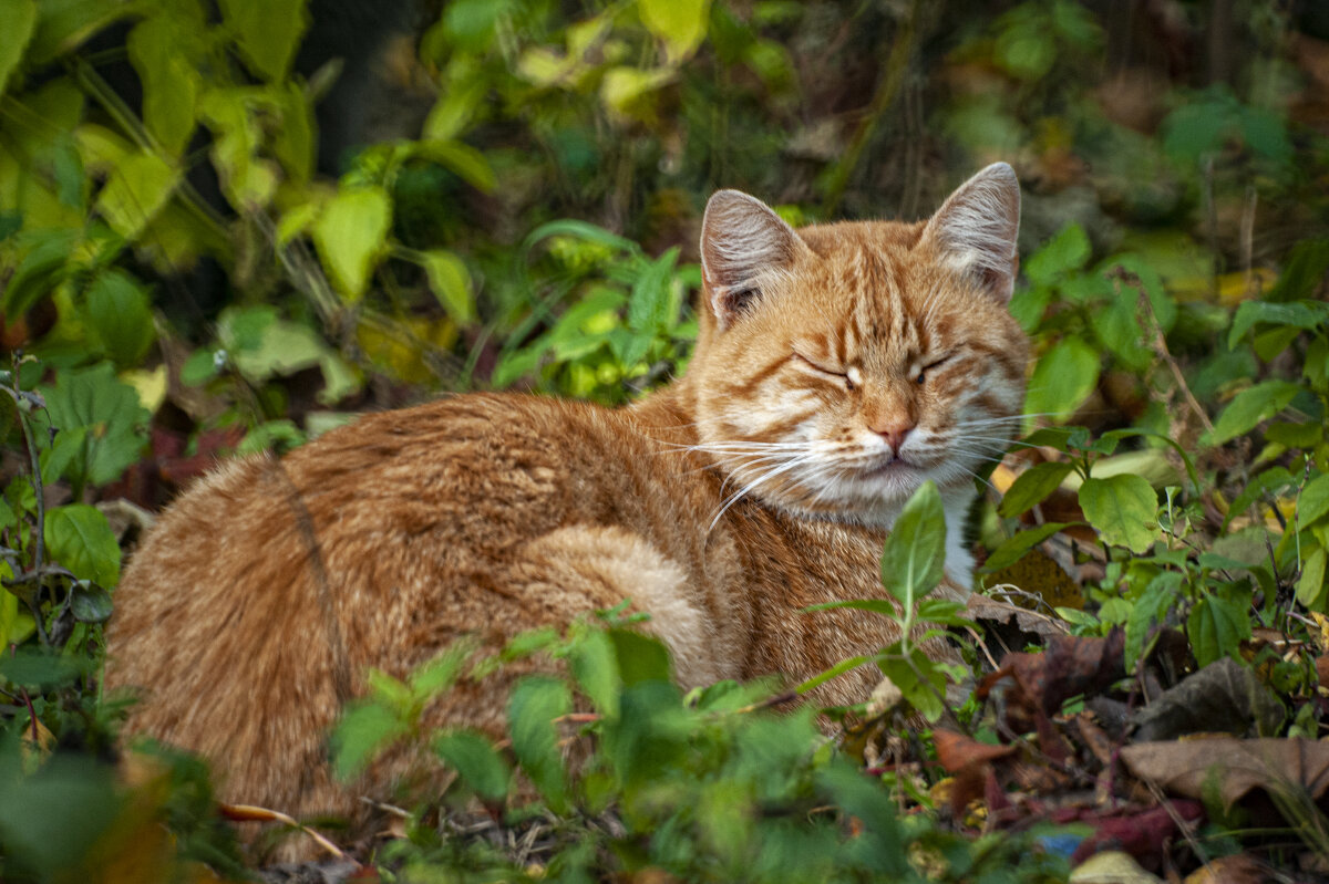 рыжий кот - Александр Леонов