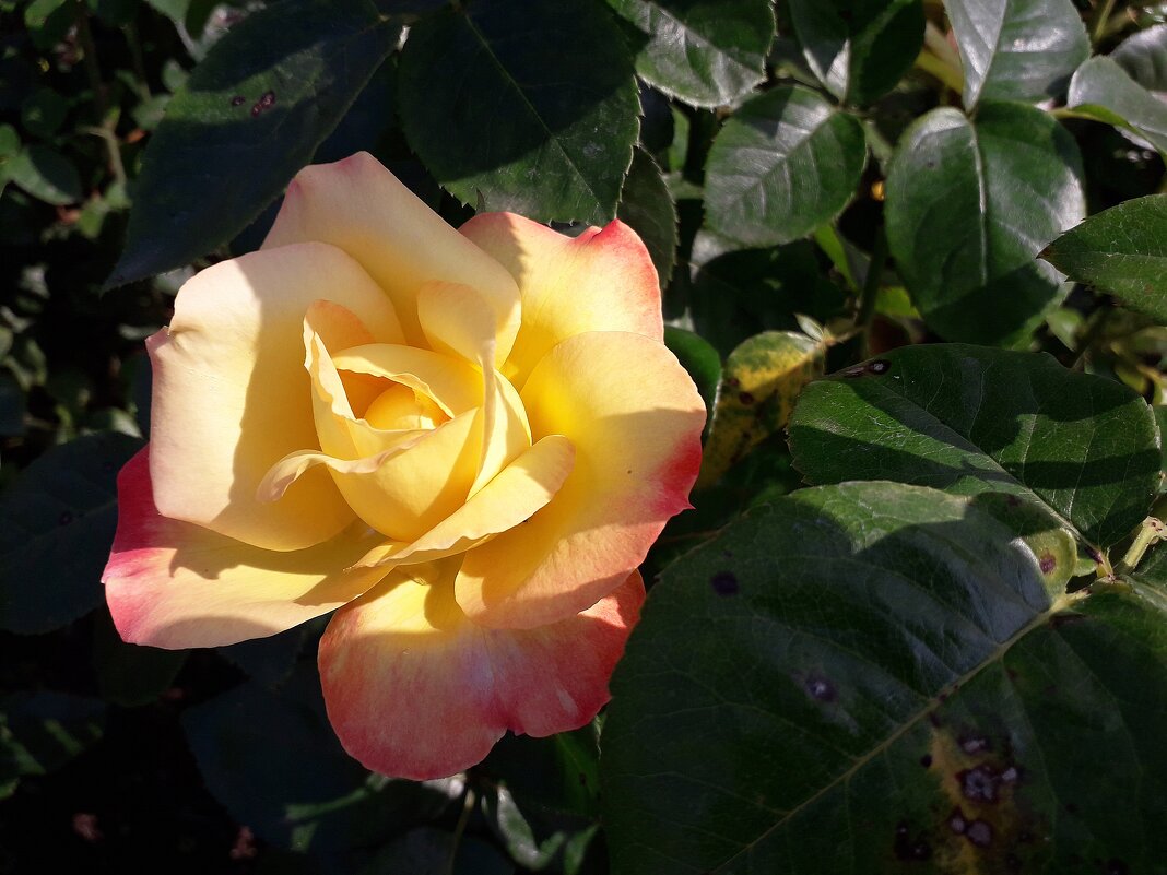 Летняя роза Ботанического сада - Лидия Бусурина