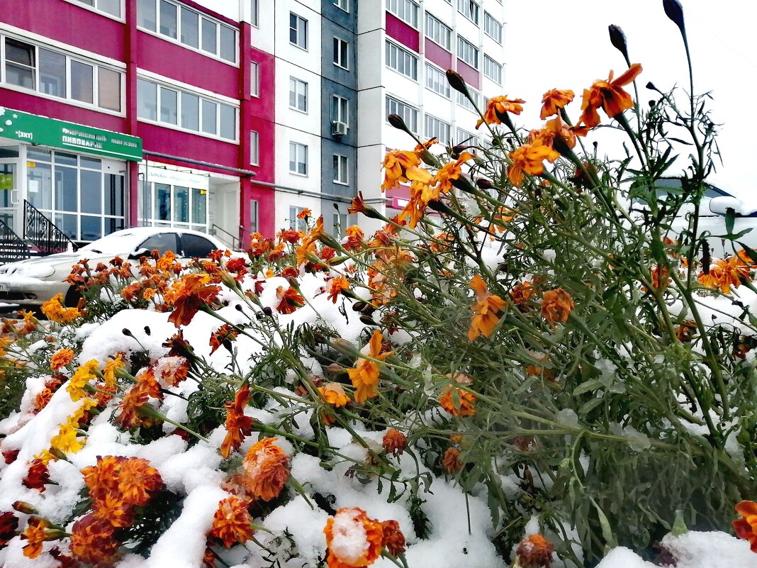 Первый снег... - Дмитрий Петренко