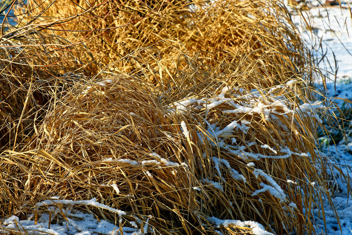 Первый снег на траве - Дмитрий Конев