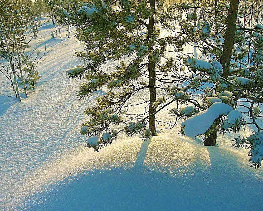 Нам,колючим сосёнкам, мороз не страшен! - Владимир 