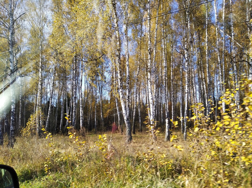 Осенний лес - Елена Семигина