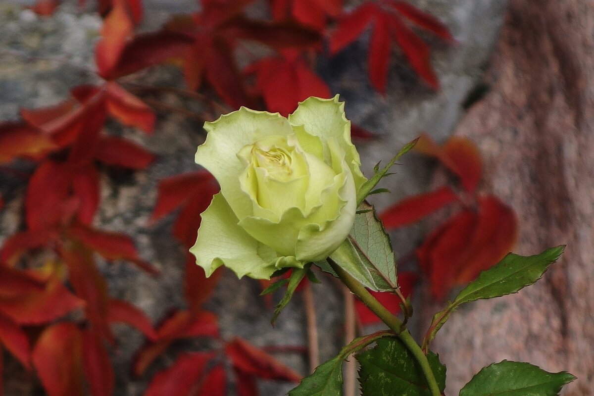 Цветы в октябре - роза - Рита Симонова