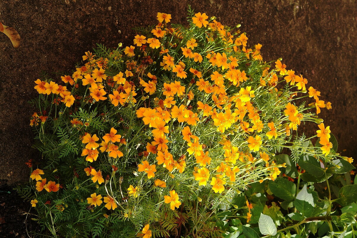 Цветы в октябре - бархатцы мелкие - Рита Симонова