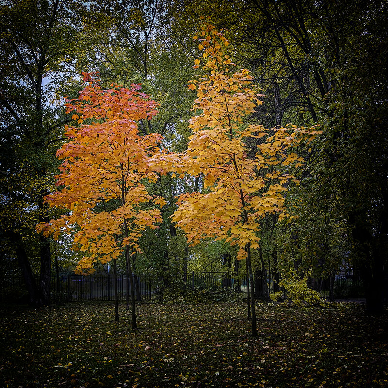 Модницы. - Александр 