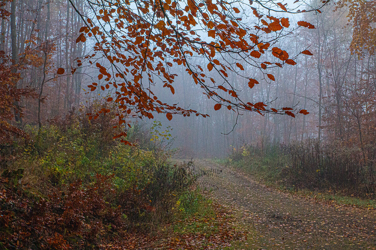 Осенний туманю - Lucy Schneider 