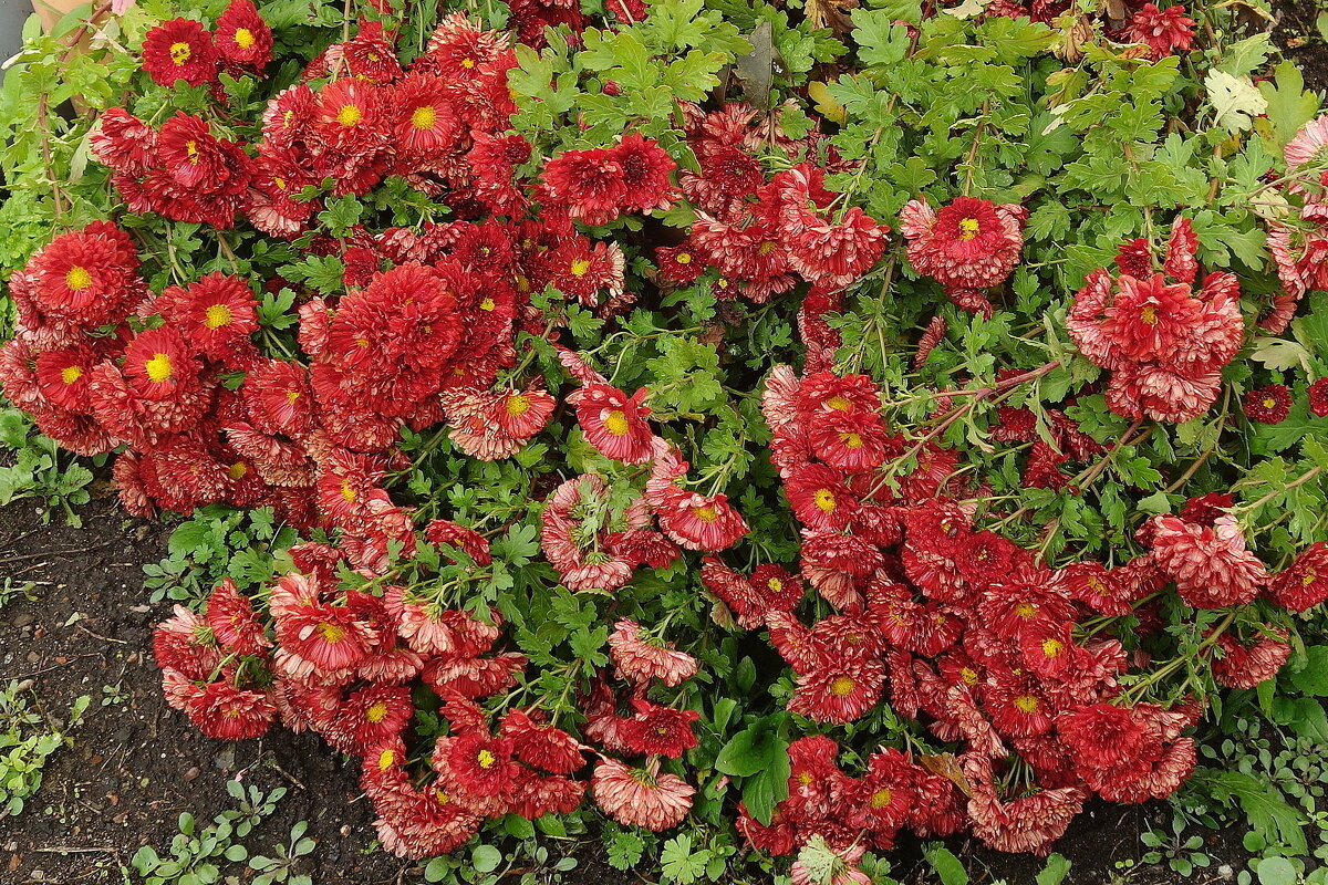 Цветы в октябре - Хризантема - Рита Симонова