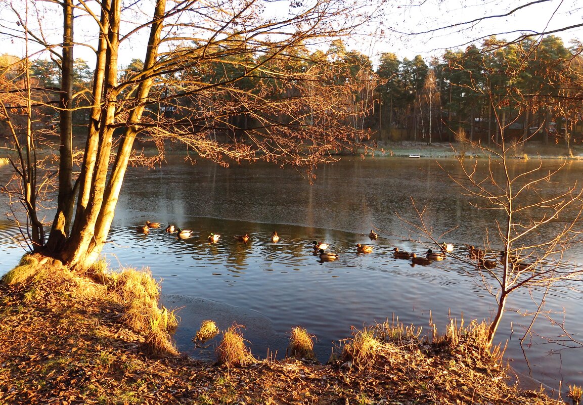 Утро на замерзающем озере - Андрей Снегерёв
